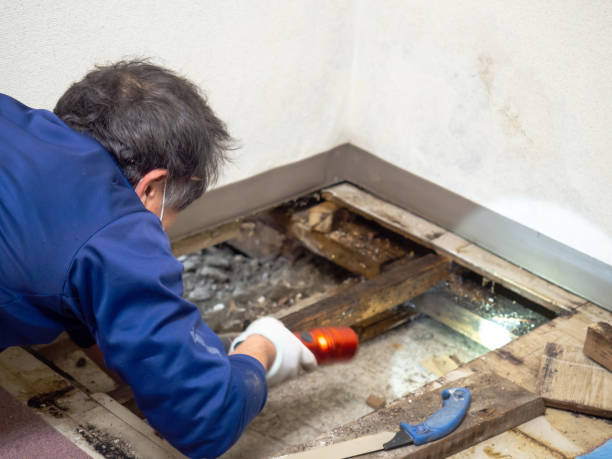 Mold Removal and Inspection in Mccoll, SC