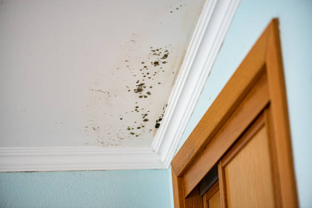Best Water Damage Restoration  in Mccoll, SC
