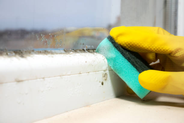 Best Toxic Mold Removal  in Mccoll, SC