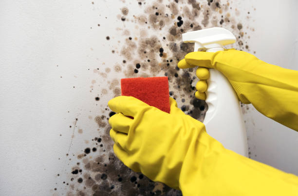 Best Mold Cleaning Services  in Mccoll, SC